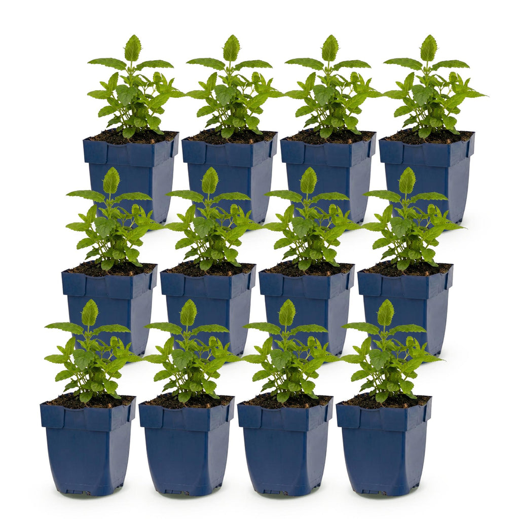 Green boutiQ - Stauden - Nepeta Tricolour - Katzenminze - Bienen- und Schmetterlingsmagnet - Lila - Rosa - Weiß - 12 Pflanzen - Topf 11cm - Höhe 15-25cm