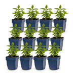 Green boutiQ - Stauden - Nepeta Tricolour - Katzenminze - Bienen- und Schmetterlingsmagnet - Lila - Rosa - Weiß - 12 Pflanzen - Topf 11cm - Höhe 15-25cm