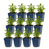 Green boutiQ - Vasteplant - Nepeta Tricolour - Kattenkruid - Bijen- en vlinderlokkers - Paars - Roze - Wit - 12 Planten - Pot 11cm - Hoogte 15-25cm
