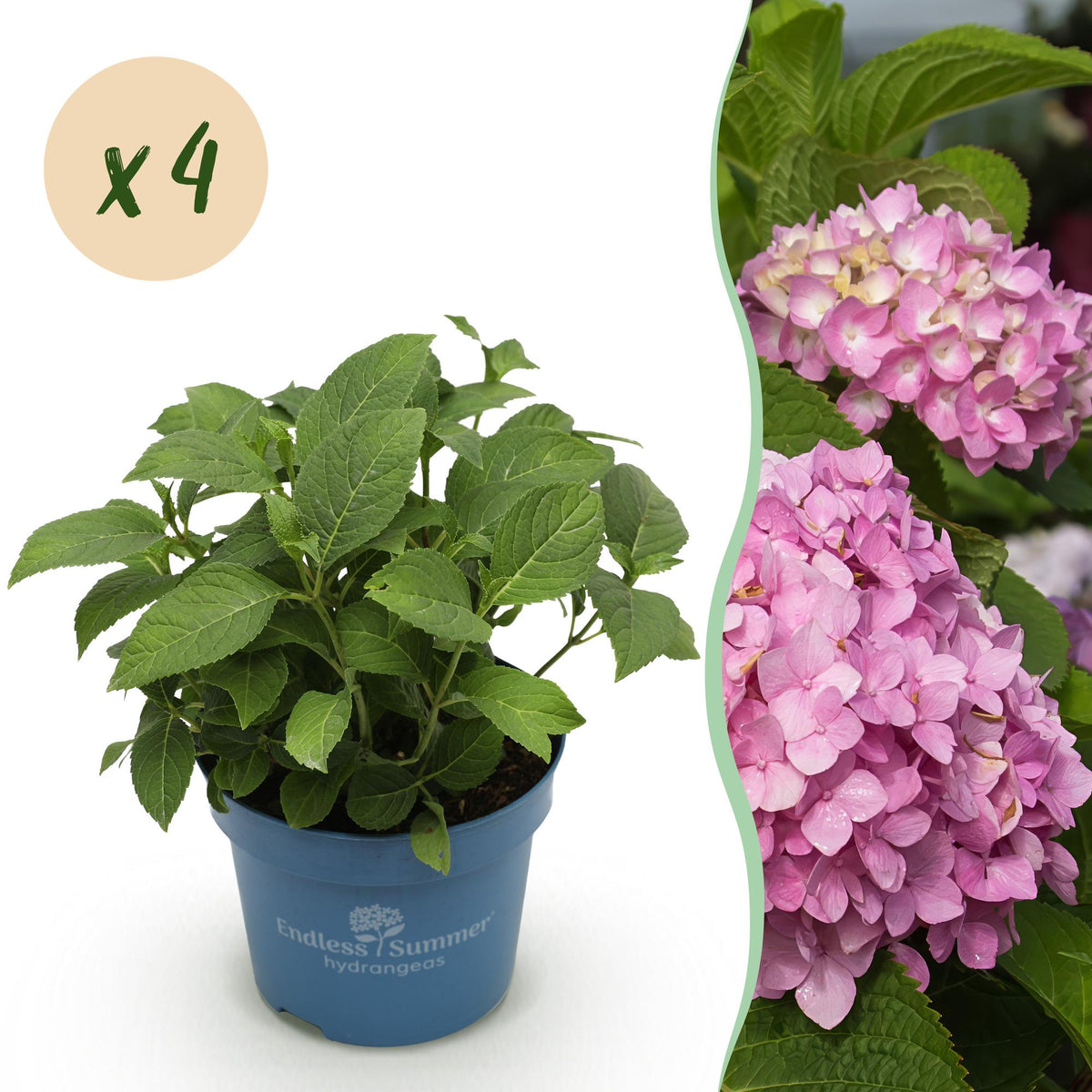 Green boutiQ - Plante de jardin - Hydrangea Endless Summer The Original Pink - Hortensia - Rustique - Rose - 4 plantes - Pot 14 cm - Hauteur 20-25 cm