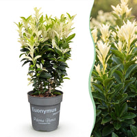 Green boutiQ - 40x Euonymus japonica Paloma Blanca - Kardinaalsmuts - Haagplanten - Groenblijvend - Groen - Wit - Pot 9cm - Hoogte 20-30cm