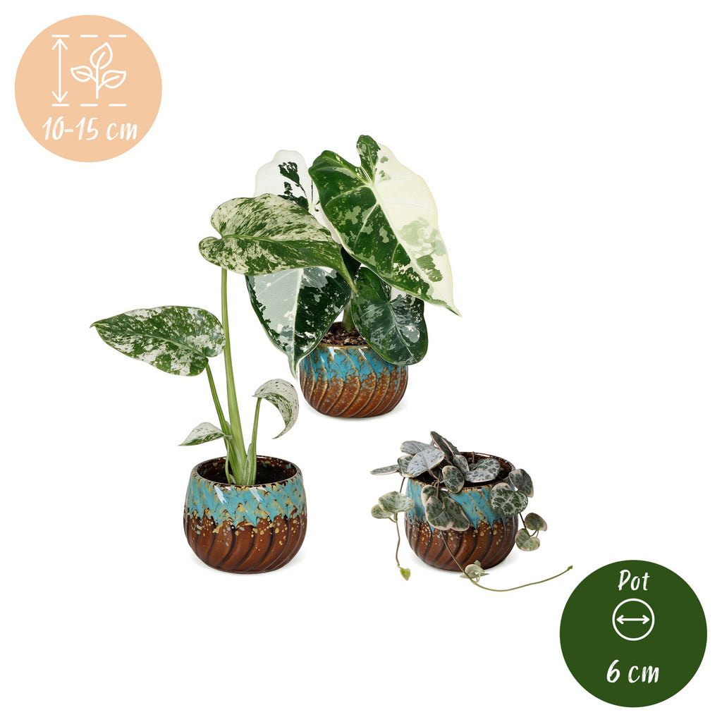3x Baby Variegata Mix - Various colours - Tropical - incl. Copper Reef - Ø6cm - ↕10-15cm