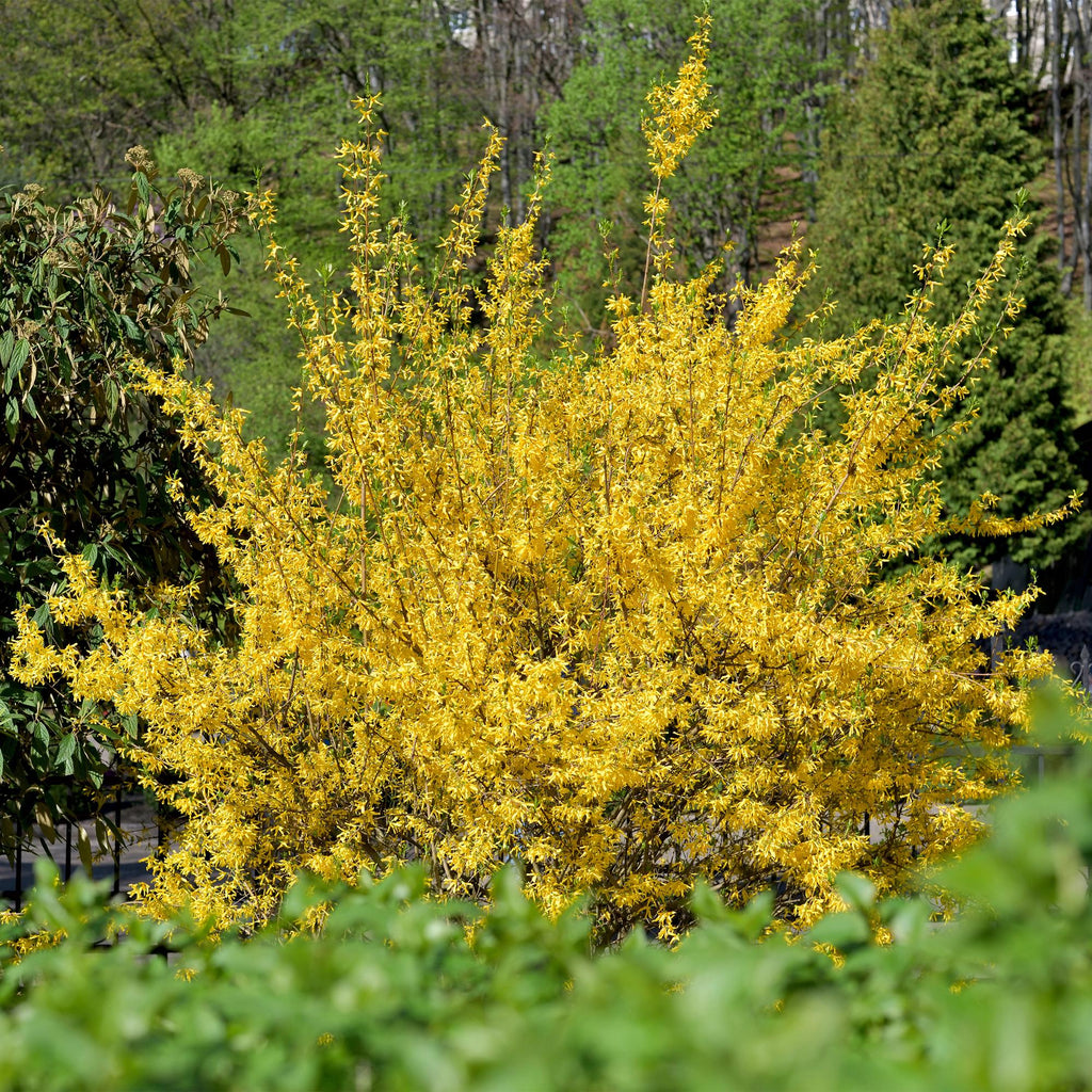Green boutiQ - Sträucher - Forsythia intermedia Goldrauch - Blüte Gelb - 1 Pflanze - Laubabwerfend - Pflegeleicht - Topf 17cm Höhe 45cm