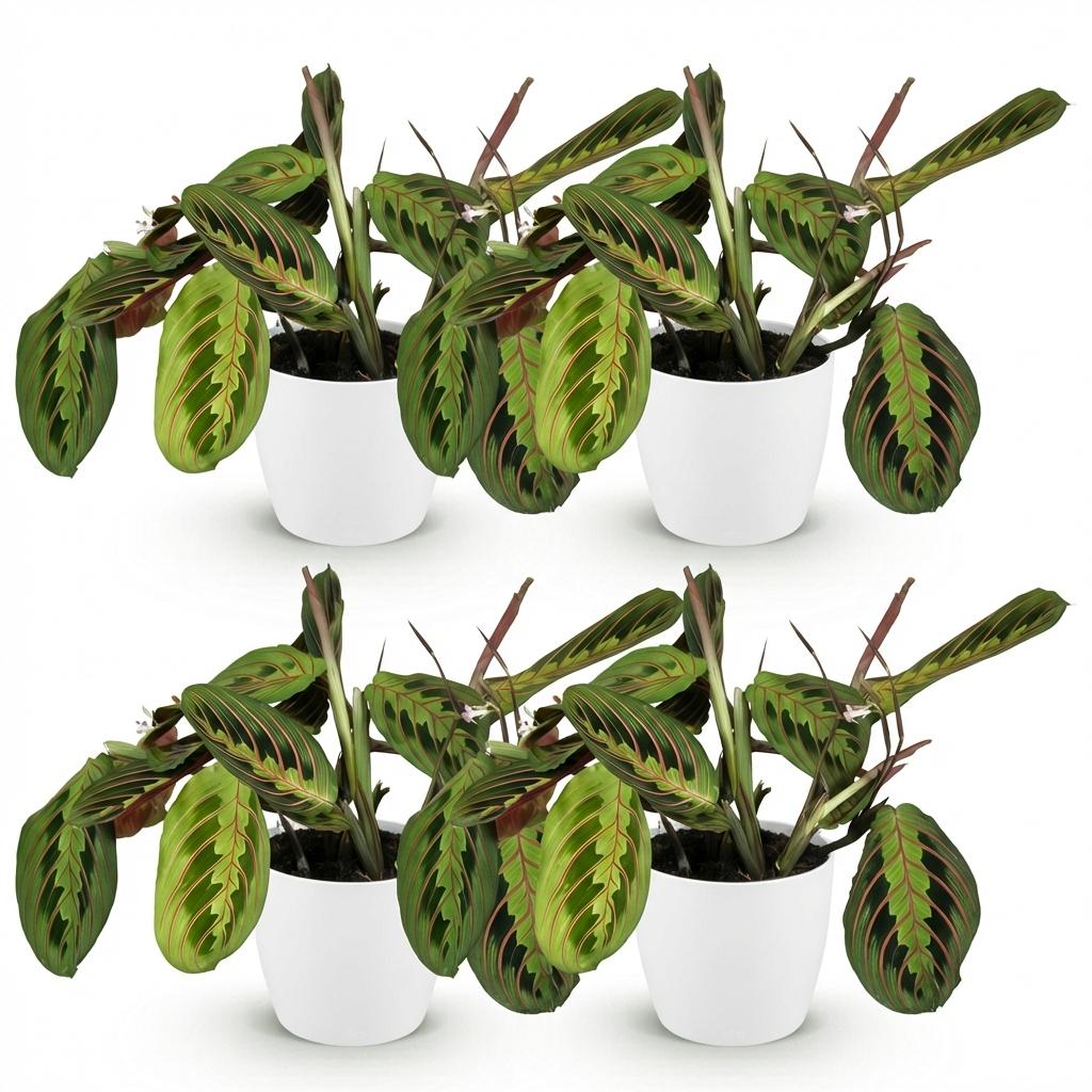 Green boutiQ - Zimmerpflanze - Maranta Fascinator Tricolour - Gebetspflanze - Haustierfreundliche Pflanze - Grün - 4 Pflanzen - mit Topf Weiß - Topf 12cm - Höhe 25cm