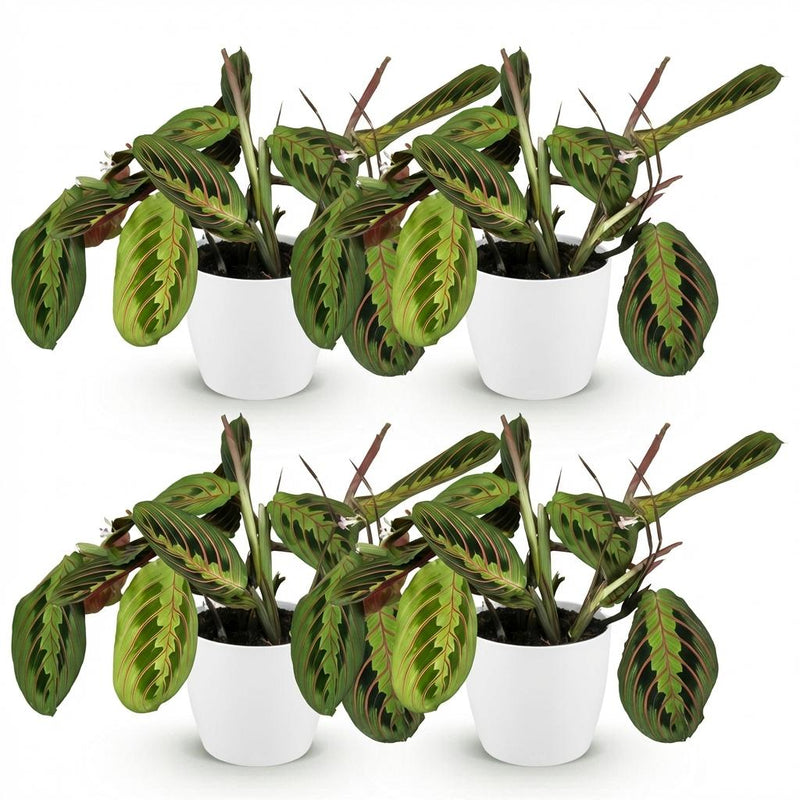 Green boutiQ - Kamerplant - Maranta Fascinator Tricolour - Gebedsplant - Huisdiervriendelijke Plant - Groen - 4 Planten - met Potter Wit - Pot 12cm - Hoogte 25cm