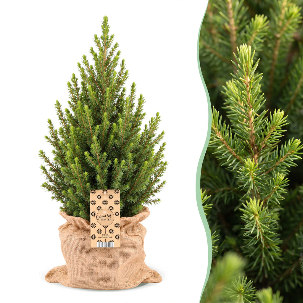 2x Picea glauca Conica - Dwarf Alberta Spruce - Green - Christmas tree - incl. jute bag - Ø19cm - ↕65cm