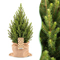 2x Picea glauca Conica - Dwarf Alberta Spruce - Green - Christmas tree - incl. jute bag - Ø19cm - ↕65cm
