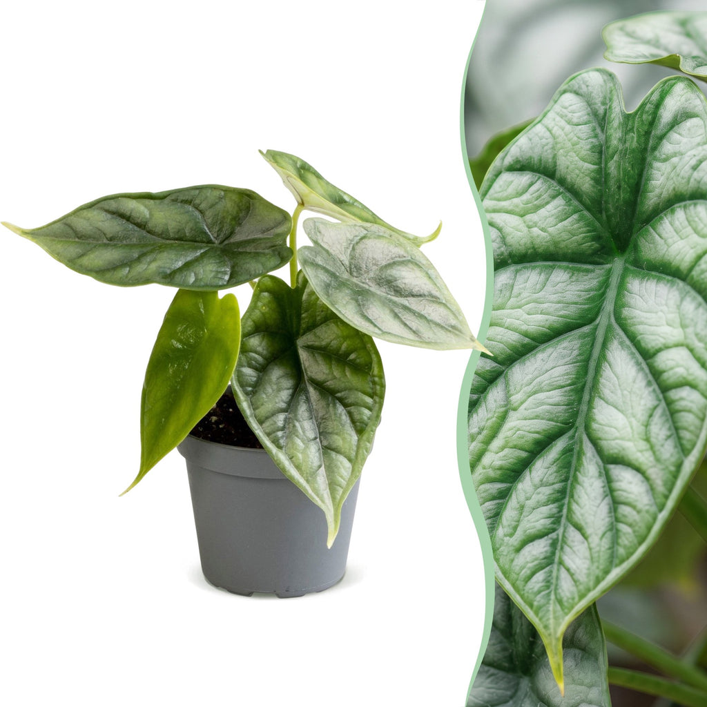 Alocasia Dragon Scale - Dragon Scale Alocasia - Green - Tropical - Ø6cm - ↕12cm