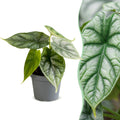 Alocasia Dragon Scale - Dragon Scale Alocasia - Green - Tropical - Ø6cm - ↕12cm