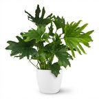 Green boutiQ - Plante d'intérieur - Philodendron - Philodendron Lickety split - Vert - Entretien facile - 1 plante - avec pot blanc - Pot 19cm - Hauteur 70cm