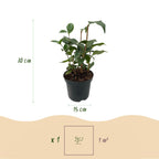 Green boutiQ - Sträucher - Camelia japonica Tricolour - Blüte Rosa, Weiß und Rot - 1 Pflanze - Immergrün - Topf 15cm Höhe 30cm