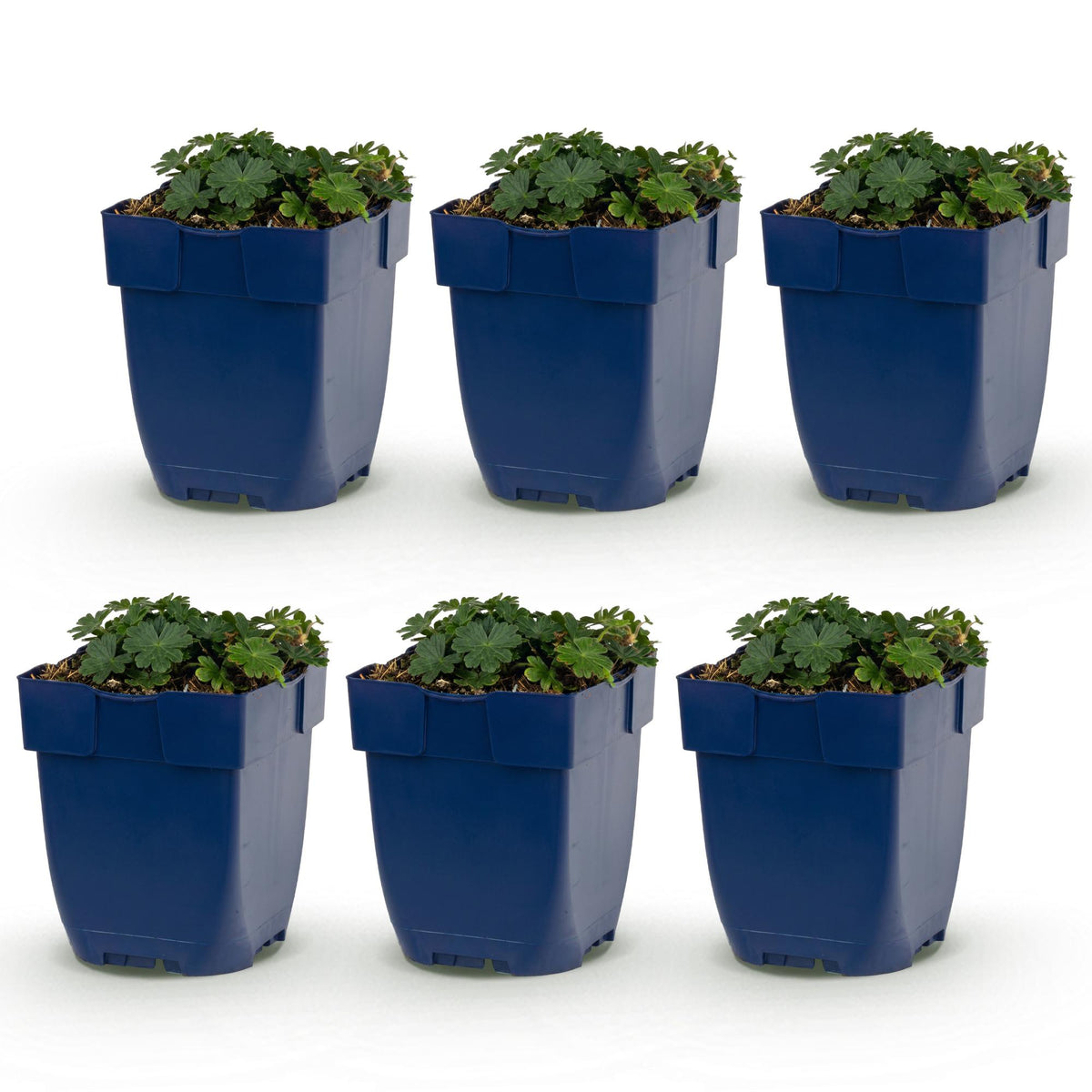 Green boutiQ - Vasteplant - Geranium sang. Max Frei - Ooievaarsbek - Bodembedekkend - Roze - 6 Planten - Pot 11cm - Hoogte 15-25cm