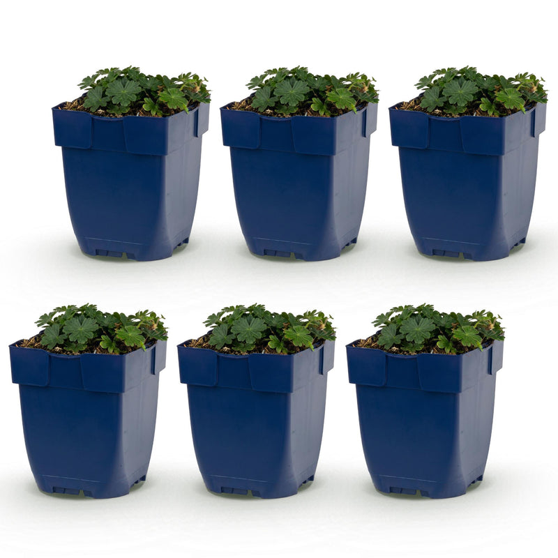 Green boutiQ - Vasteplant - Geranium sang. Max Frei - Ooievaarsbek - Bodembedekkend - Roze - 6 Planten - Pot 11cm - Hoogte 15-25cm