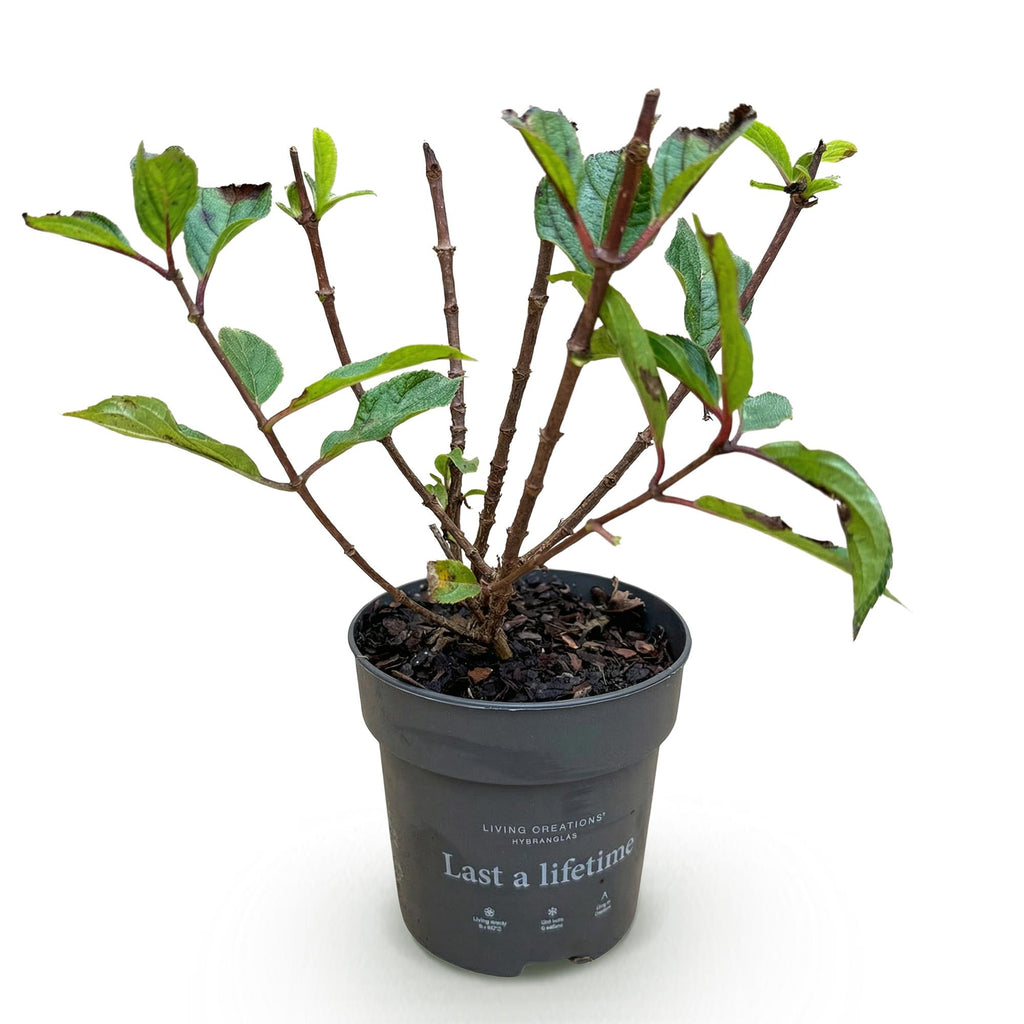 Green boutiQ - Plante de jardin - Hydrangea paniculata Living Little Rosy - Hortensia paniculé - Rustique - Rose - 1 Plante - Pot 12cm - Hauteur 20-30cm