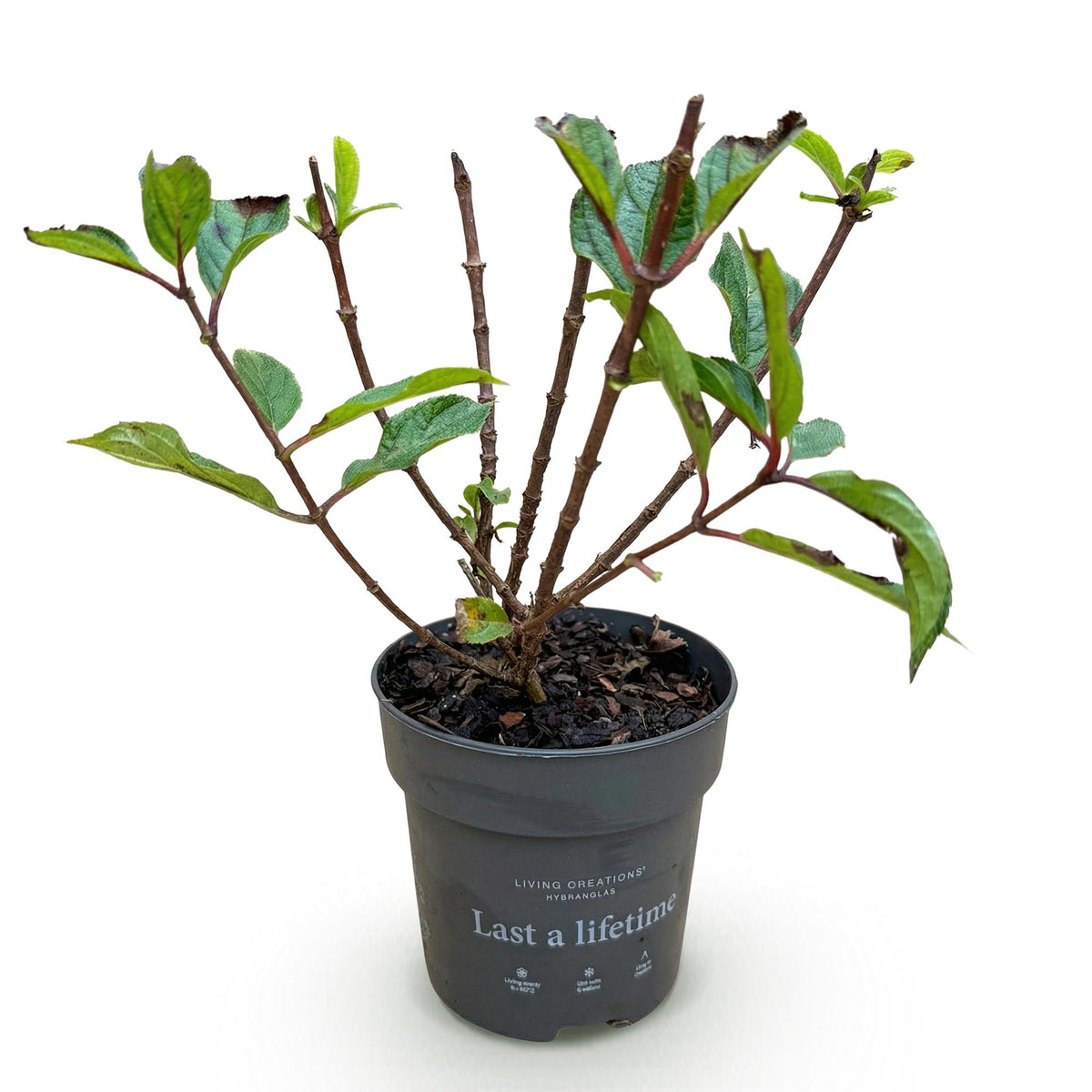 Green boutiQ - Tuinplant - Hydrangea panniculata Living Little Rosy - Pluimhortensia - Winterhard - Roze - 1 Plant - Pot 12cm - Hoogte Hoogte 20-30cm