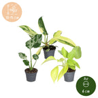 3x Baby Tropical Mix - Various colours - Tropical - Ø6cm - ↕10-15cm