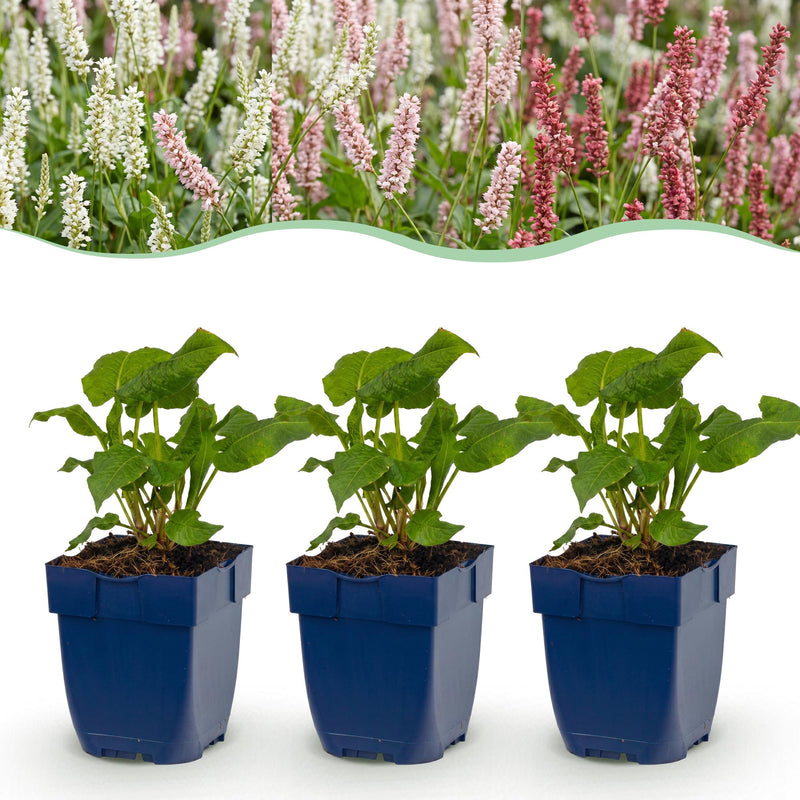 Green boutiQ - Vasteplant - Persicaria Tricolour - Duizendknoop - Schaduw - Rood - Roze - Wit - 12 Planten - Pot 11cm - Hoogte 15-25cm