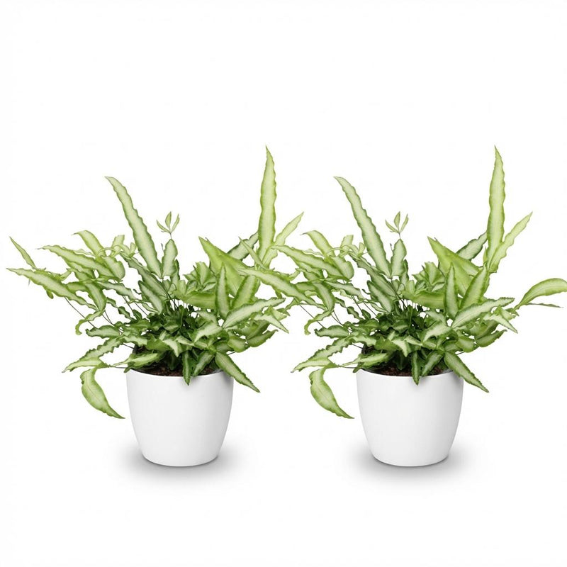 Green boutiQ - Kamerplant - Pteris cretica Albolineata - Lintvaren - Huisdiervriendelijke Plant - Groen - 2 Planten - met Potter Wit - Pot 12cm - Hoogte 20cm