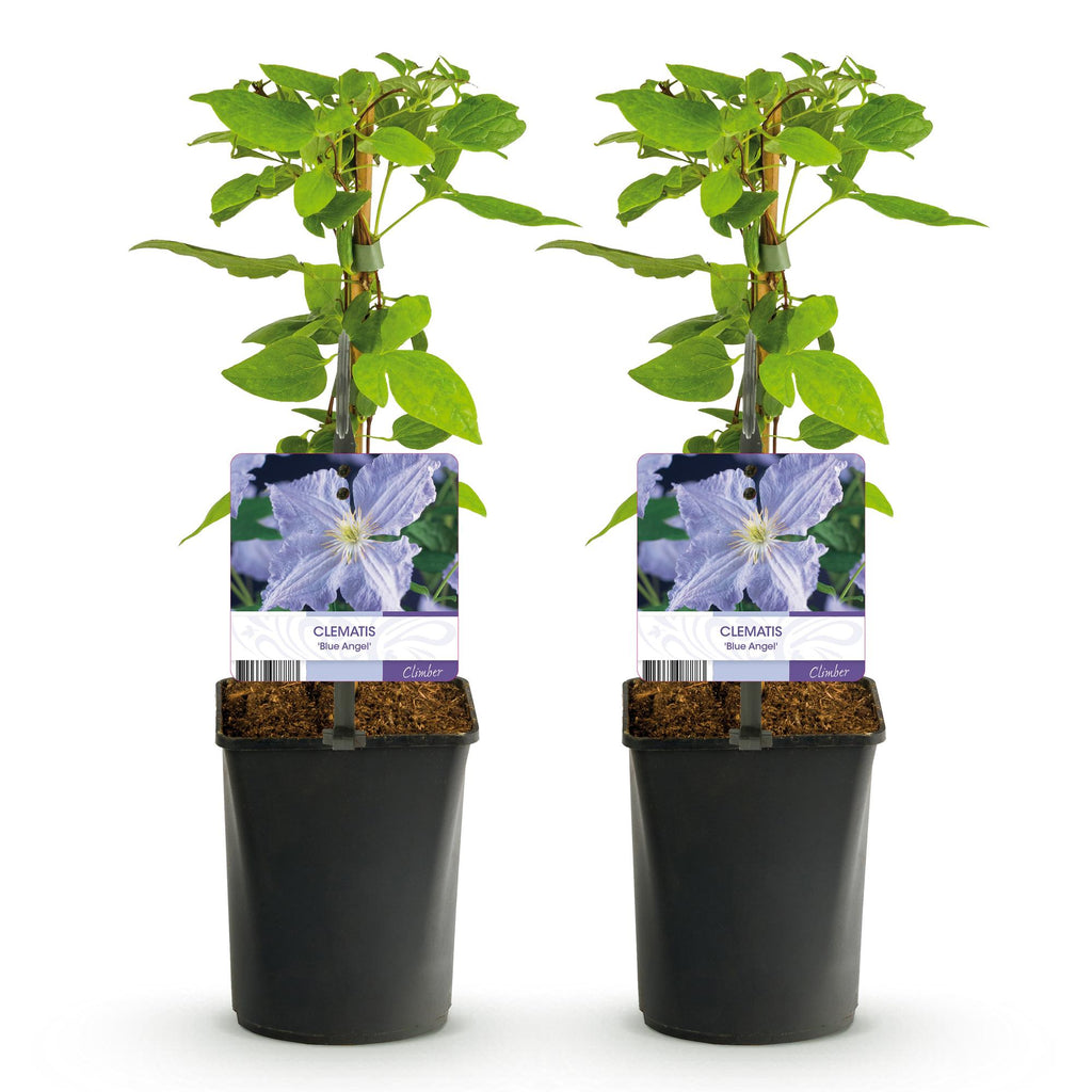 Green boutiQ - Plante grimpante - Clématite Blue Angel - Fleur bleu clair - Peu d'entretien - 2 plantes - Pot 11 cm Hauteur 40 cm