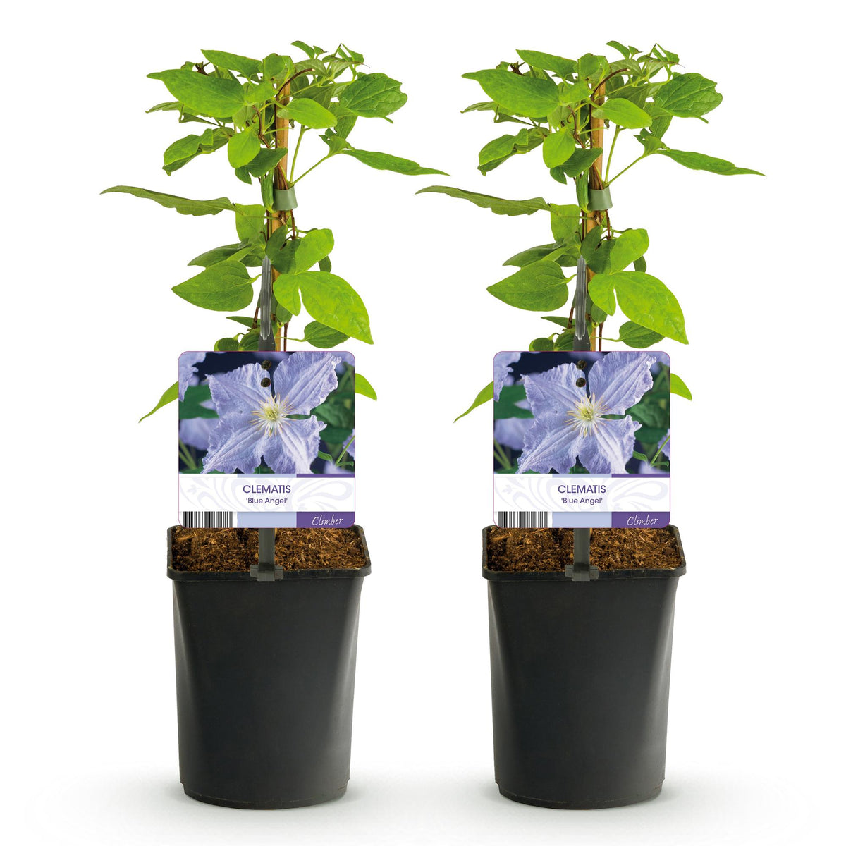 Green boutiQ - Plante grimpante - Clématite Blue Angel - Fleur bleu clair - Peu d'entretien - 2 plantes - Pot 11 cm Hauteur 40 cm