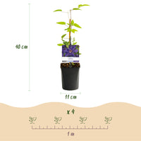 Green boutiQ - Klimplant - Clematis The President - Bloem Roze - Weinig onderhoud -2 planten -  Pot 11cm Hoogte 40cm