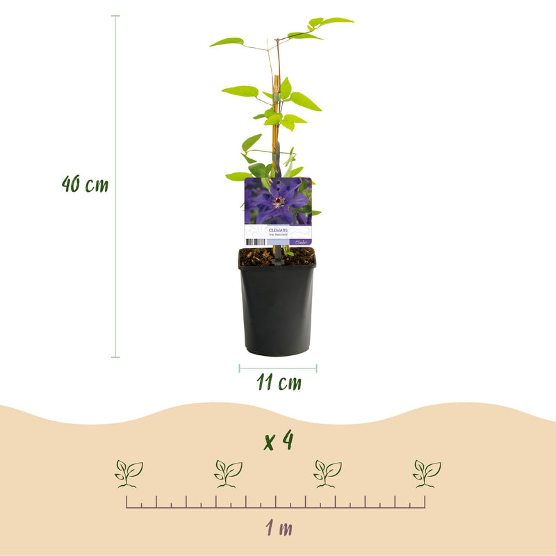 Green boutiQ - Klimplant - Clematis The President - Bloem Roze - Weinig onderhoud -2 planten -  Pot 11cm Hoogte 40cm