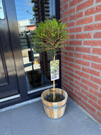 Green boutiQ - Plante sur tige - Ligustrum delavayanum - Plante de terrasse - Persistant - Rustique - Feuillage vert - Pot 19cm Hauteur 90cm