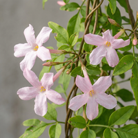 6x Jasminum stephanense - Stephan's jasmine - Pink - Climber - Ø9cm - ↕35cm