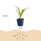 Green boutiQ - Stauden - Hemerocallis Tricolor - Taglilie - Bienen- und Schmetterlingsmagnet - Creme - Gelb - Rot - 6 Pflanzen - Topf 11 cm - Höhe 15-25 cm
