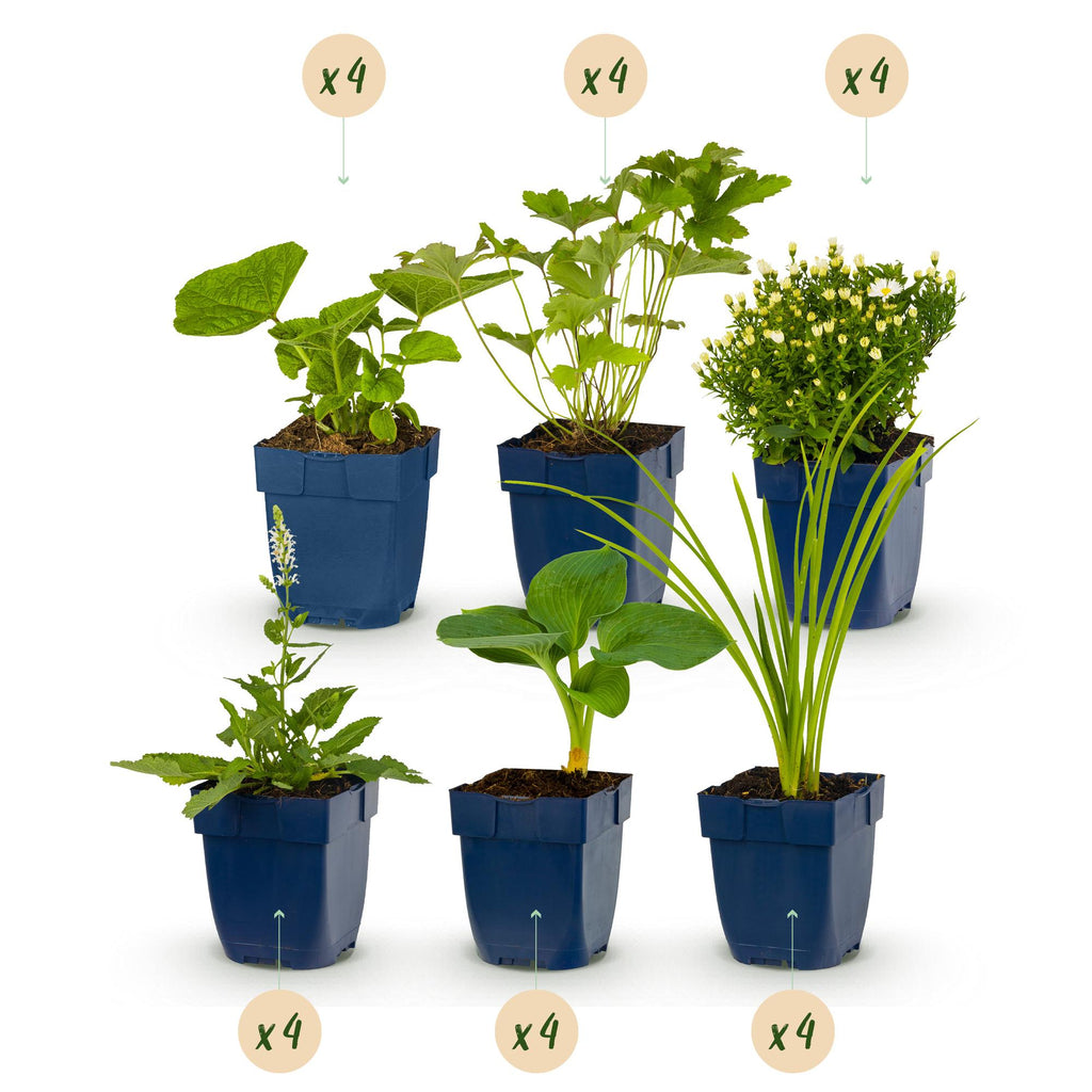 Green boutiQ - Kit de bordure - Couleur blanc - 24 plantes vivaces - 3 m2 - Couleurs variées - Peu d'entretien - Pot 11cm