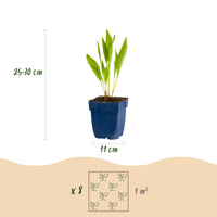 Green boutiQ - Borderpakket - Bijen en Vlinderlokkend - 8 Vaste planten - 1 m2 - Diversen kleuren - Weinig Onderhoud - Pot 11cm