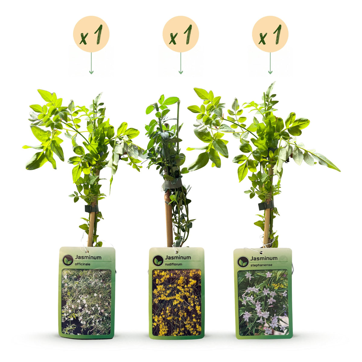 3x Jasminum Tricolour - Tricolour jasmine - Yellow - White - Pink - Climber - Ø9cm - ↕35cm