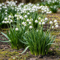 Green boutiQ - Bloembollen - Leucojum Aestivum - Kleur Wit - 20 stuks - Bolmaat 8/9 - XXL Pack