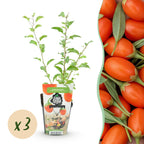 Green boutiQ - Plants fruitiers - Goji - Lycium Barbarum - Rustique - 3 plantes - Pot 9 cm - Orange - Fruit rouge