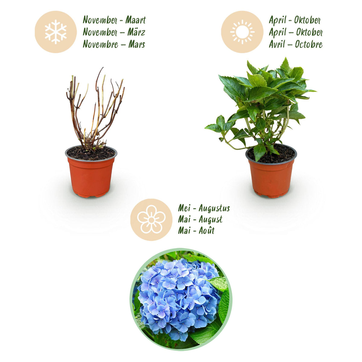Green boutiQ - Gartenpflanze - Hydrangea macrophylla Blau - Hortensie - Winterhart - Blau - 3 Pflanzen - Topf 12cm - Höhe 20-30cm