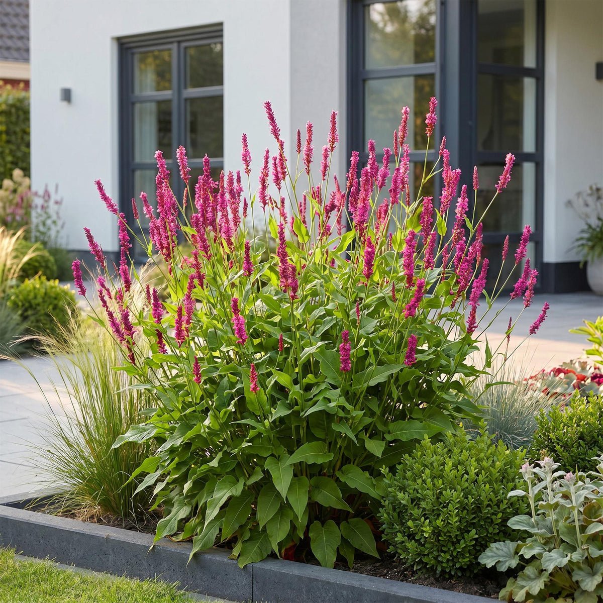 Green boutiQ - Plante vivace - Persicaria amplexicaulis - Renouée - Mellifère et nectarifère - Rouge - 24 Plantes - Pot 11cm - Hauteur 15-25cm
