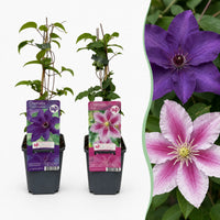 12x Clematis Duo Purple & Pink - Bosrank - Paars - Roze - Wit - Klimplant - Ø9cm - ↕35cm