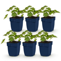 Green boutiQ - Vasteplant - Geranium 'Rozanne' - Ooievaarsbek - Bodembedekkend - Blauw - 6 Planten - Pot 11cm - Hoogte 15-25cm
