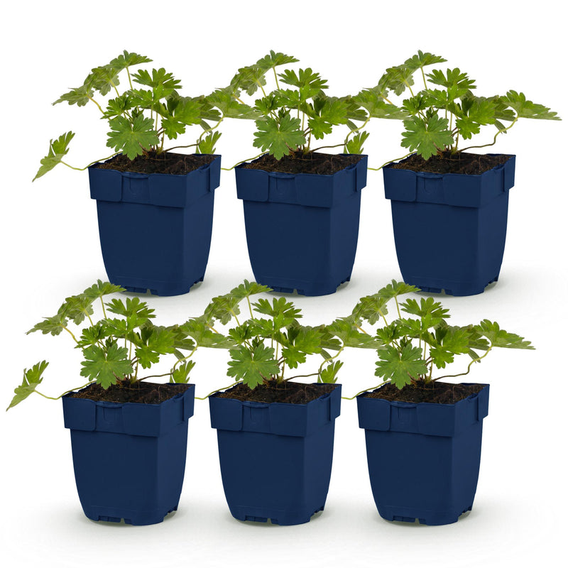 Green boutiQ - Vasteplant - Geranium 'Rozanne' - Ooievaarsbek - Bodembedekkend - Blauw - 6 Planten - Pot 11cm - Hoogte 15-25cm