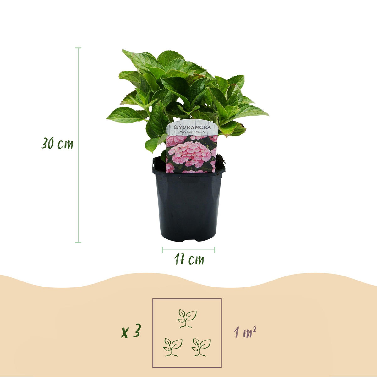 Green boutiQ - Hortensia - Hydrangea macrophylla Roze - Bloem Roze - 3 Planten - 1 m2 - Bladverliezend - Weinig Onderhoud - Pot 17cm Hoogte 30cm