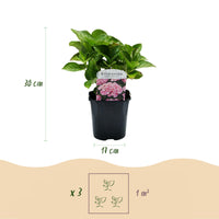 Green boutiQ - Hortensia - Hydrangea macrophylla Roze - Bloem Roze - 3 Planten - 1 m2 - Bladverliezend - Weinig Onderhoud - Pot 17cm Hoogte 30cm