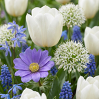 500x Bulb Garden Blue - Blauwe bollentuinmix - Diversen - Zomerbloeier - Bolmaat 10/12