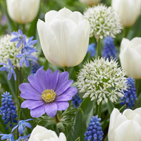 500x Bulb Garden Blue - Blauwe bollentuinmix - Diversen - Zomerbloeier - Bolmaat 10/12