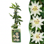 2x Passiflora ca. 'Constance Elliott' - Passiflore Constance Elliott - Blanc - Grimpante - Ø9cm - ↕35cm