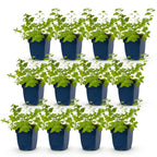 Green boutiQ - Stauden - Nepeta faassenii 'Six Hills Giant' - Katzenminze - Bienen- und Schmetterlingsmagnet - Violett - 12 Pflanzen - Topf 11 cm - Höhe 15-25 cm