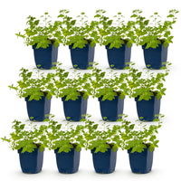 Green boutiQ - Perennial - Nepeta faassenii 'Six Hills Giant' - Catnip - Bee and butterfly attractors - Purple - 12 Plants - Pot 11cm - Height 15-25cm