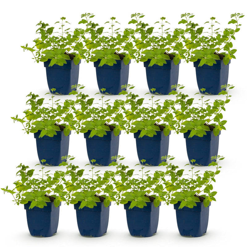 Green boutiQ - Perennial - Nepeta faassenii 'Six Hills Giant' - Catnip - Bee and butterfly attractors - Purple - 12 Plants - Pot 11cm - Height 15-25cm