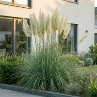 Green boutiQ - Grassen - Cortaderia sell. Pumila - Dwergpampasgras - Met Pluim - Grijs - 6 Planten - Pot 11cm - Hoogte 15-25cm