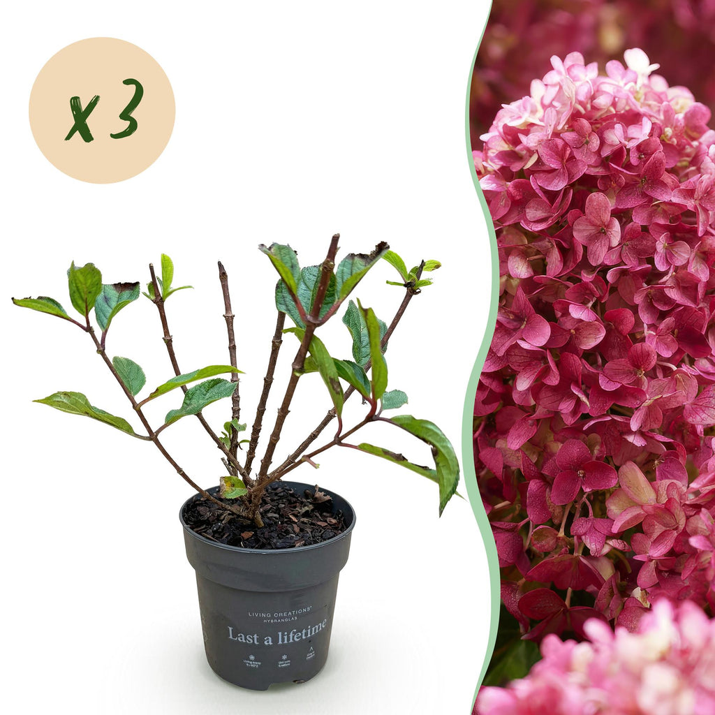 Green boutiQ - Plante de jardin - Hydrangea paniculata Living Little Rosy - Hortensia paniculé - Rustique - Rose - 3 plantes - Pot 12cm - Hauteur 20-30cm