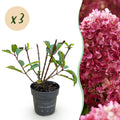 Green boutiQ - Plante de jardin - Hydrangea paniculata Living Little Rosy - Hortensia paniculé - Rustique - Rose - 3 plantes - Pot 12cm - Hauteur 20-30cm